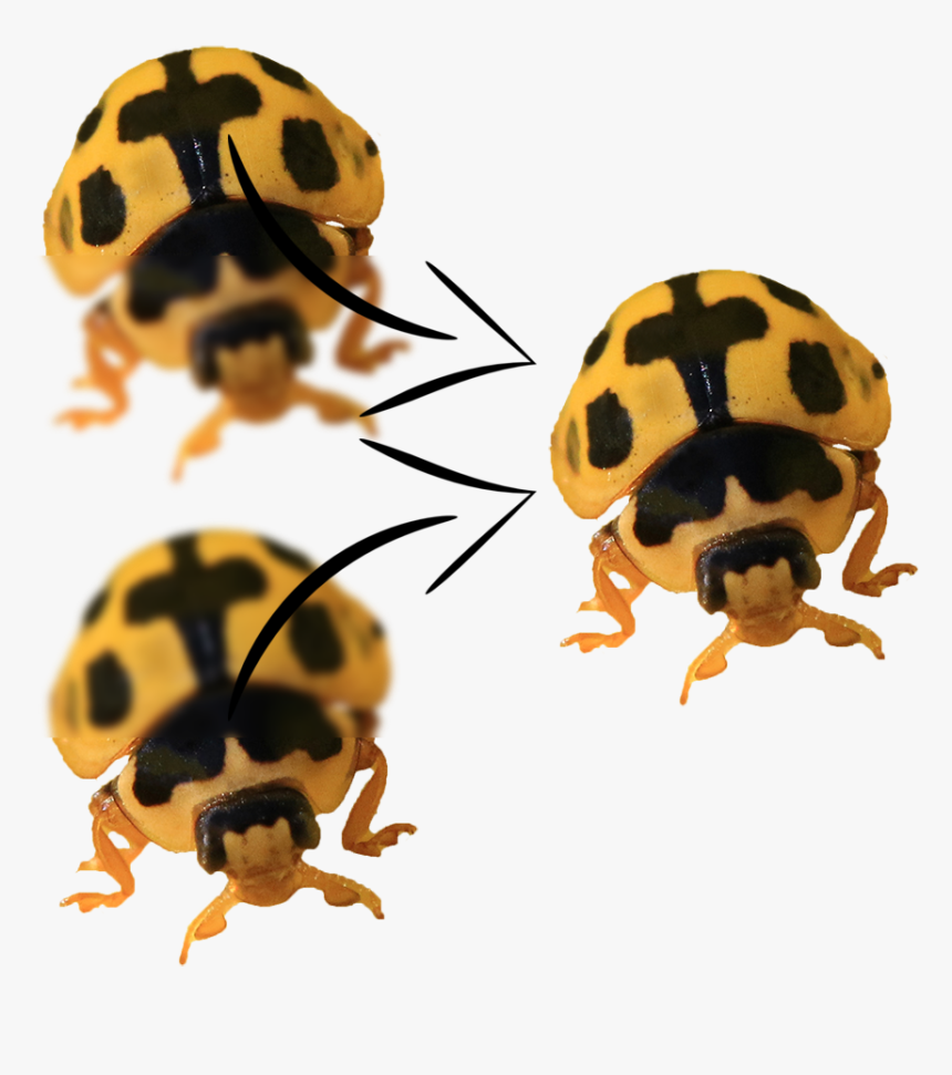 Focus Stack Illustration - Ladybug, HD Png Download