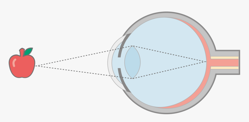 Fig1 In Focus Final - Circle, HD Png Download
