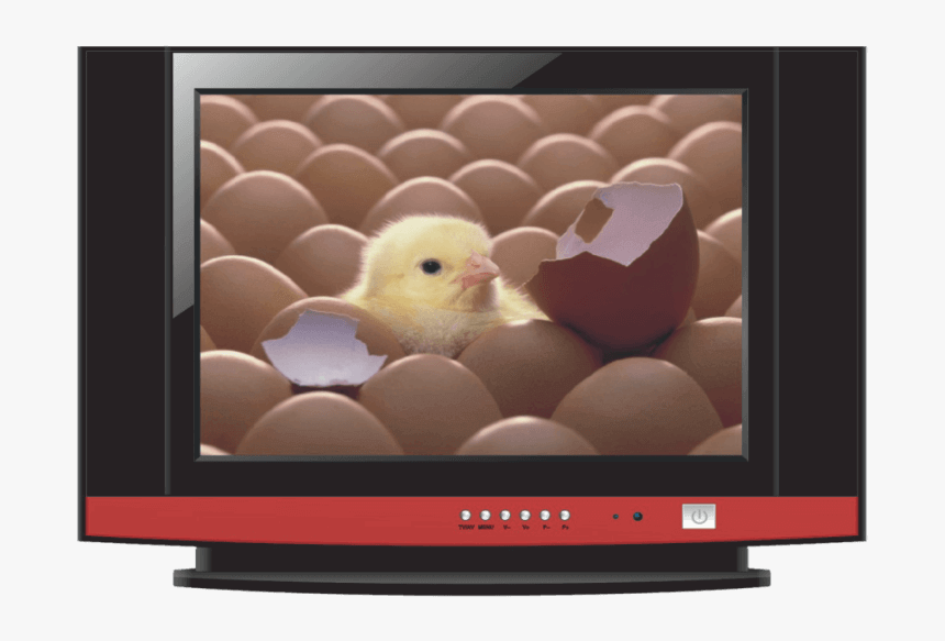 Pic - New Born From Egg, HD Png Download