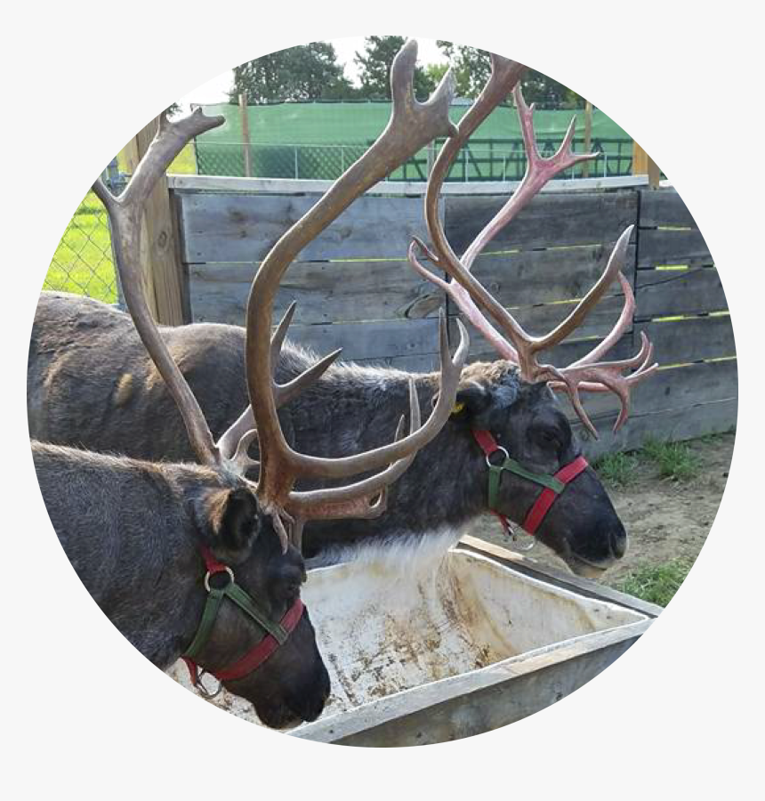 Elk, HD Png Download
