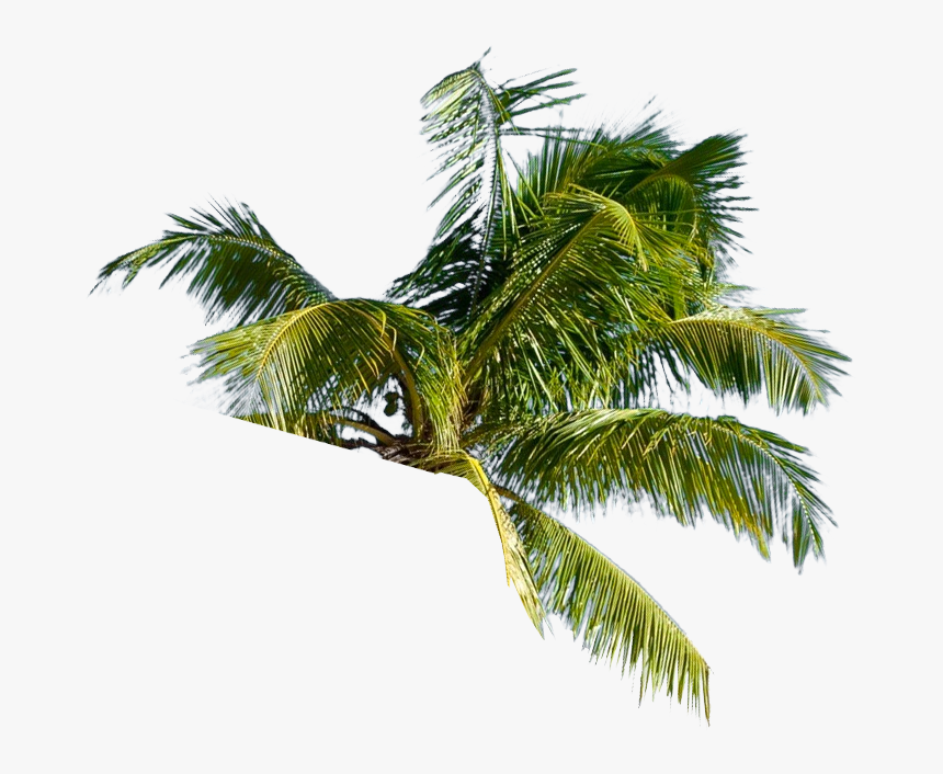 Roystonea, HD Png Download