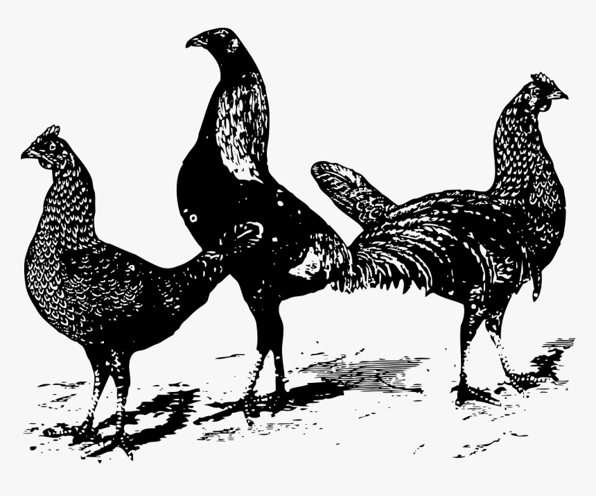 Three Chicken Clipart Black And White, HD Png Download