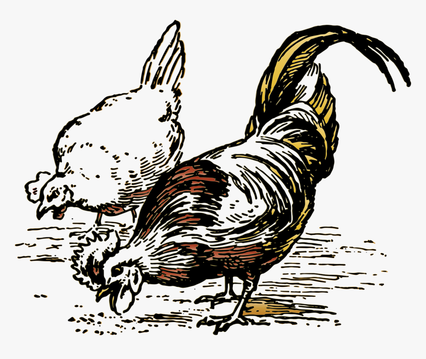 Chickens Clip Art Black And White, HD Png Download