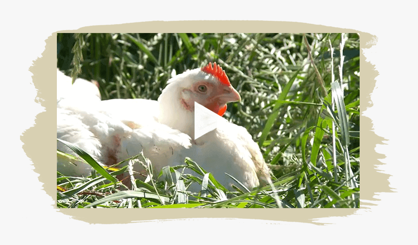 Our Story Video - Chicken, HD Png Download