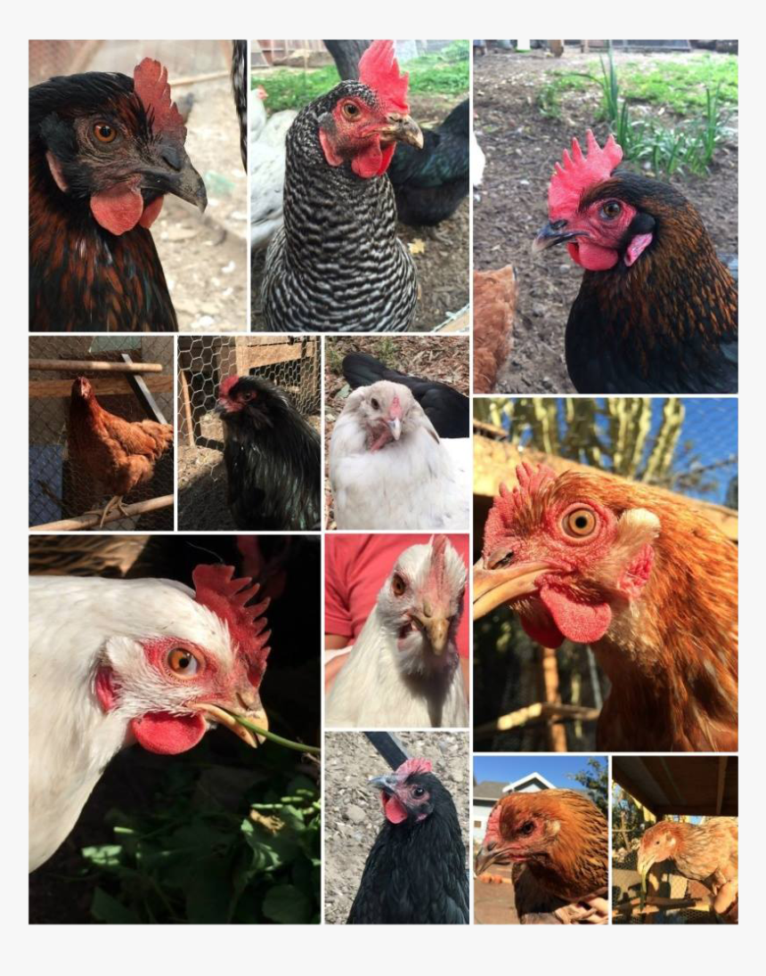 Rooster, HD Png Download