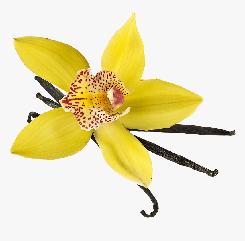Product - Lily, HD Png Download