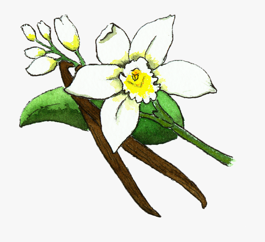 Vanilla Bean Flower Illustration , Png Download - Vanilla Bean Flower, Transparent Png