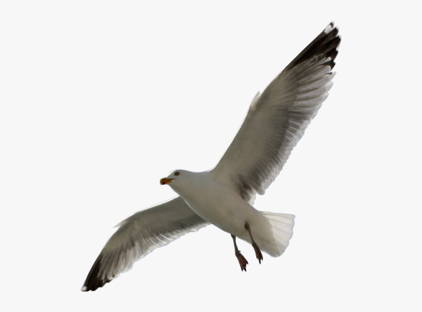 Flying Sea Gull Transparent Image Number Two, HD Png Download
