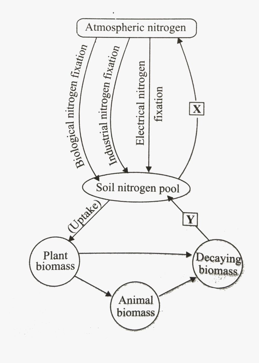 Diagram, HD Png Download