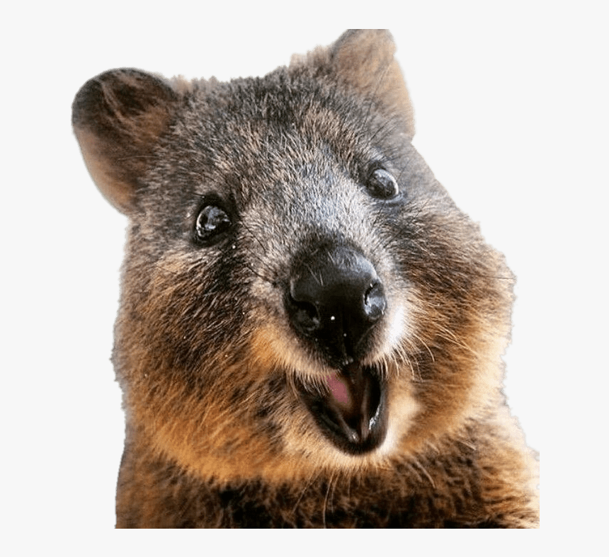 Quokka Close Up - Quokka Png, Transparent Png