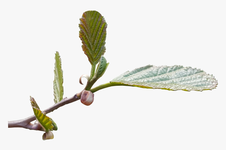 New Leaf Shoots Transparent Image Tree Image - Flower Leaves No Background, HD Png Download