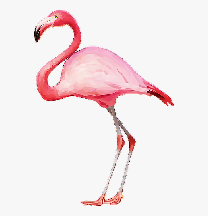 Flamingo Flamingopink Flamingos Pink Tumblr - Transparent Background Flamingo Clipart, HD Png Download