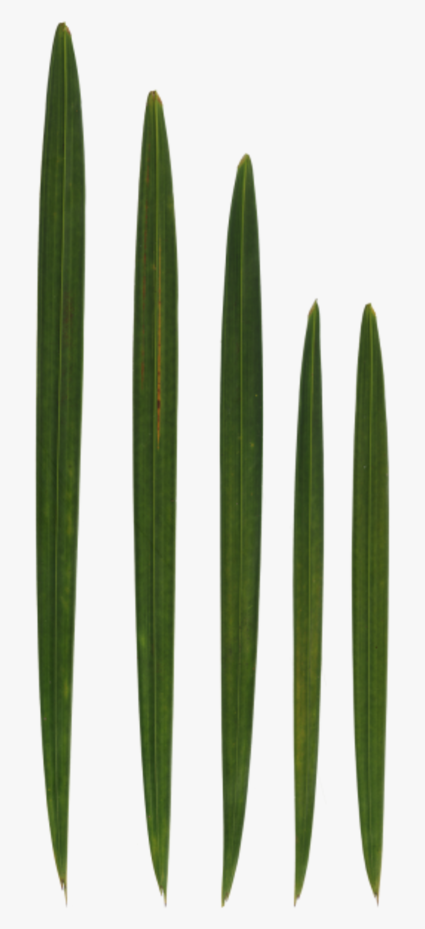 Grass, HD Png Download