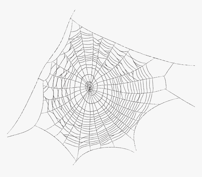 Spider Web Spider Silk Clip Art - Spider Web Transparent Background, HD Png Download