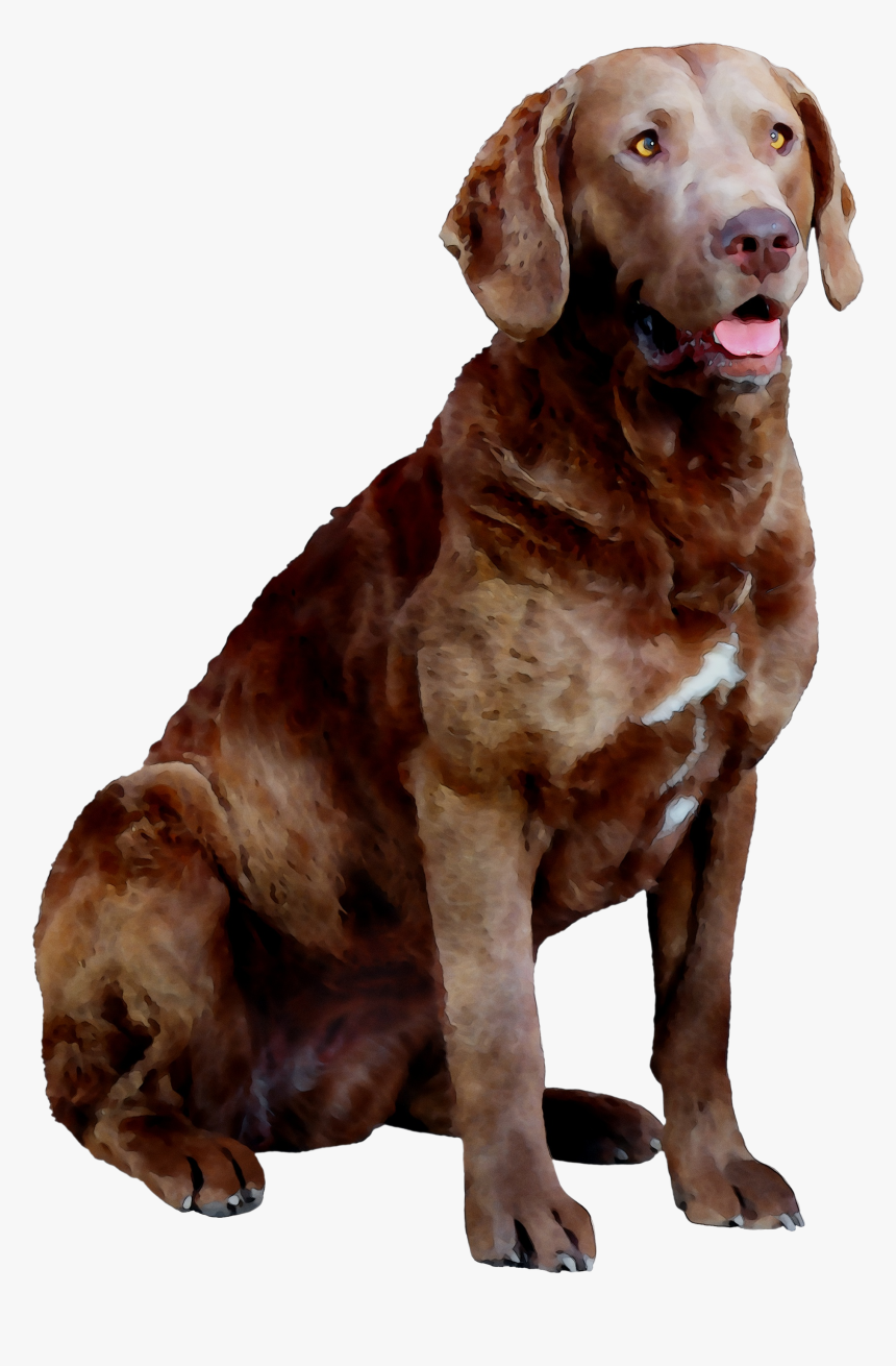 Labrador Hunting Chesapeake Breed Dog Bay Companion - Dog Yawns, HD Png Download