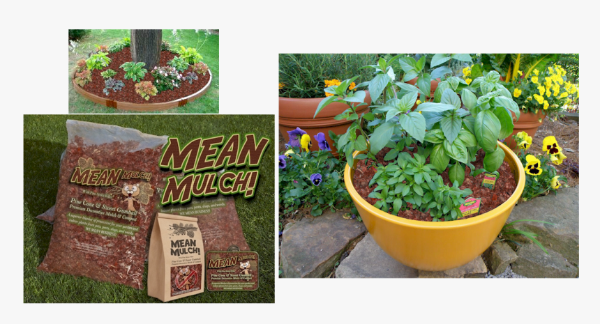Mean Mulch Is Dark And Rich, And Smells Fantastic - Basil Growing, HD Png Download