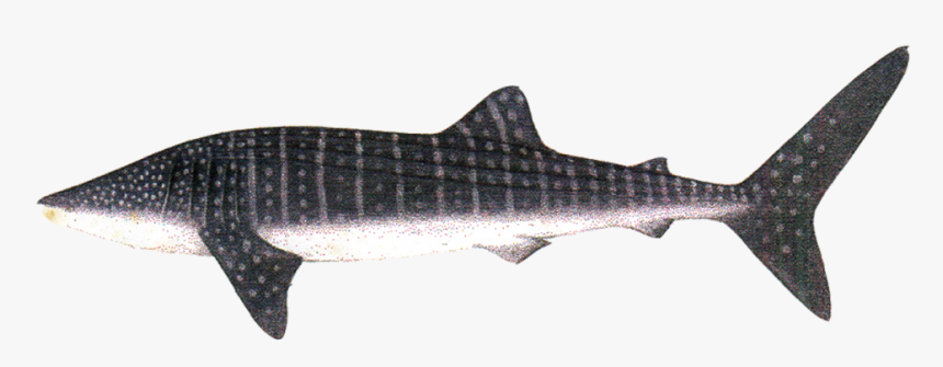 Transparent Shark Fin Png - Whale Shark, Png Download