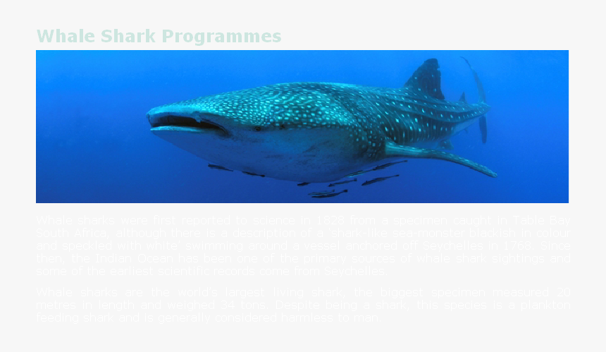 Whale Shark, HD Png Download