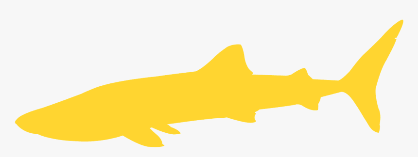 Marine Mammal, HD Png Download