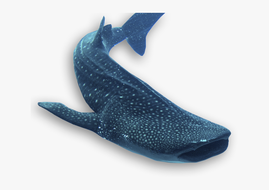 Grey Whale, HD Png Download