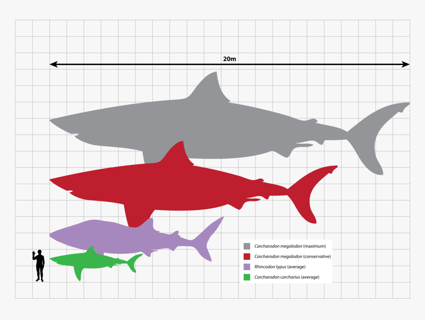 D2jmvrsizmvf4x - Cloudfront - Net - Tiger Shark Size Comparison, HD Png Download