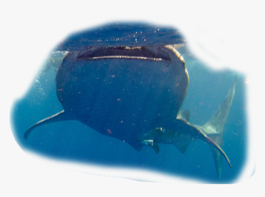 Tiburon Ballena - Whale Shark, HD Png Download