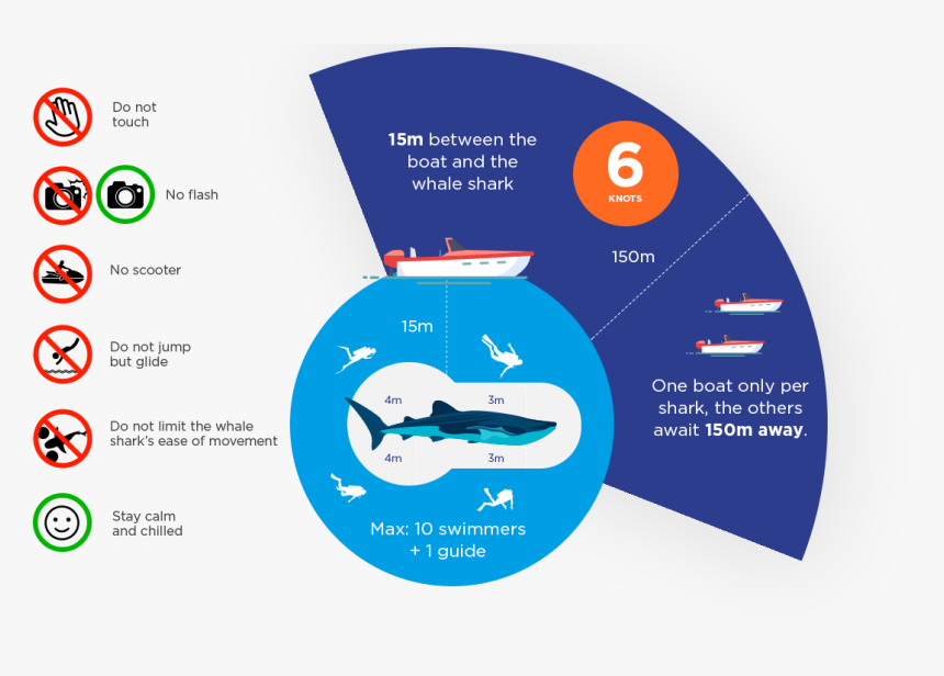 Whale Shark Code Of Conduct, HD Png Download