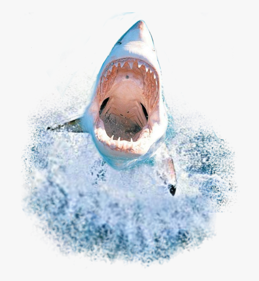 #whale #sharks #shark #fishies #fish #dolphin #whales#remixit - Shark Picsart, HD Png Download