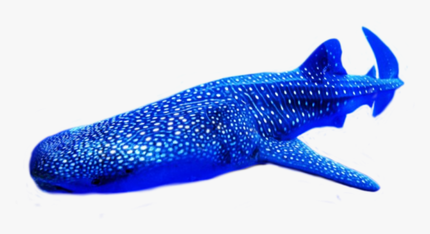 #whale Shark - Whale Shark, HD Png Download
