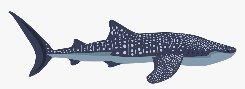 Whaleshark, HD Png Download