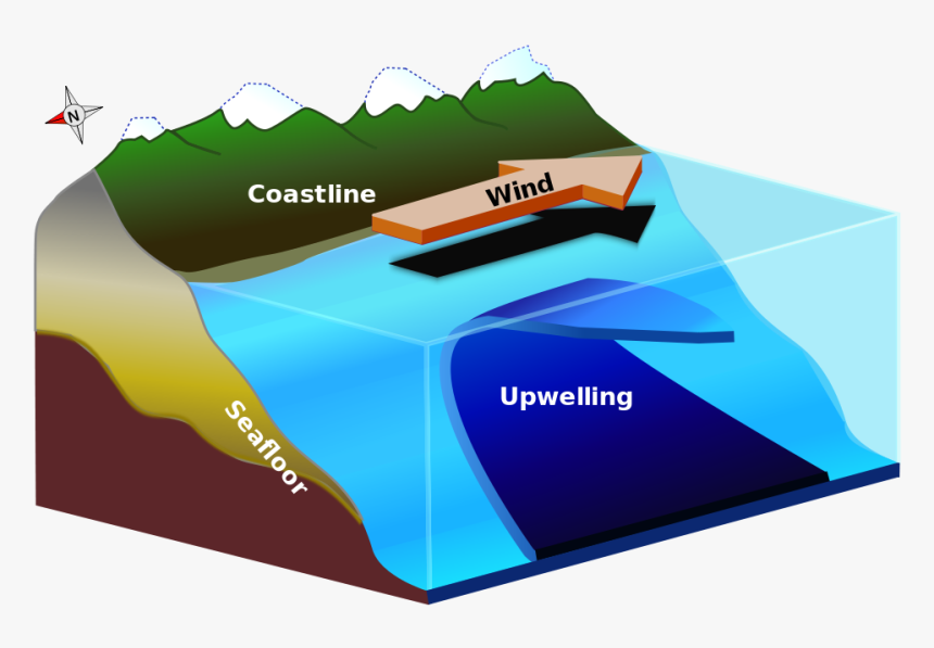 Upwelling Diagram - Upwelling Zone, HD Png Download