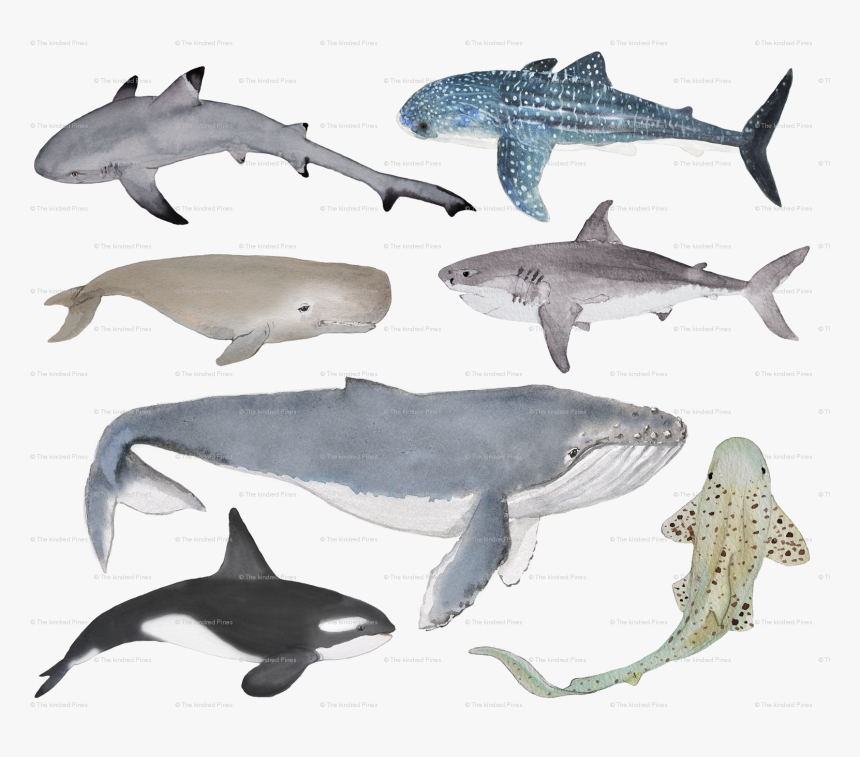 Spoonflower, HD Png Download