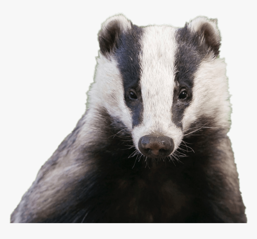 Badger Head - Badger Face, HD Png Download
