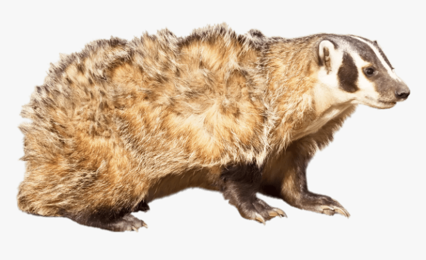American Badger - American Badger White Background, HD Png Download