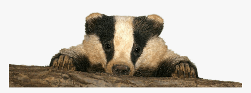 Baby Badger - Happy Badger, HD Png Download