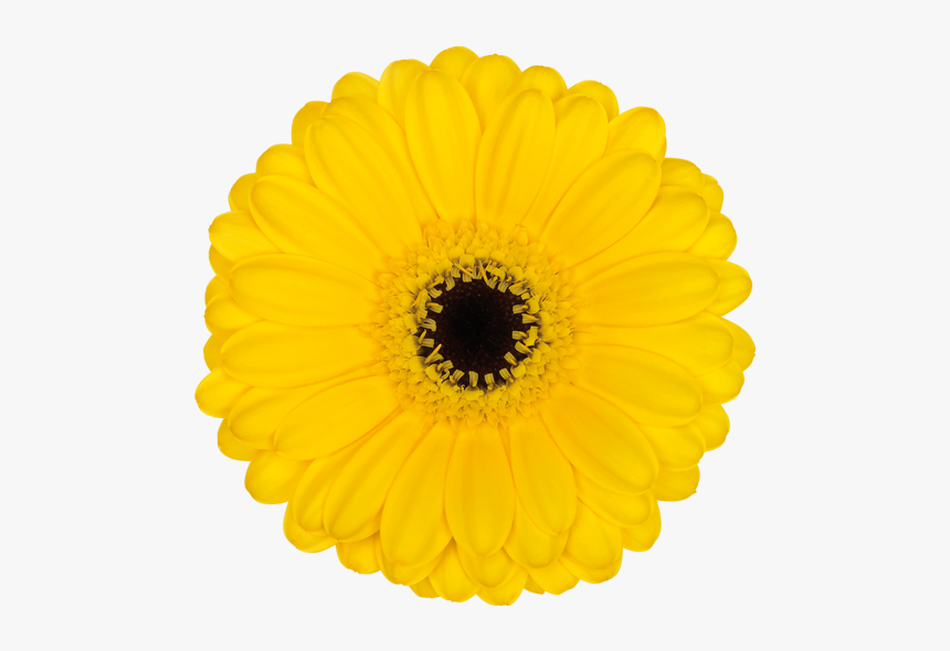 Sticker, HD Png Download