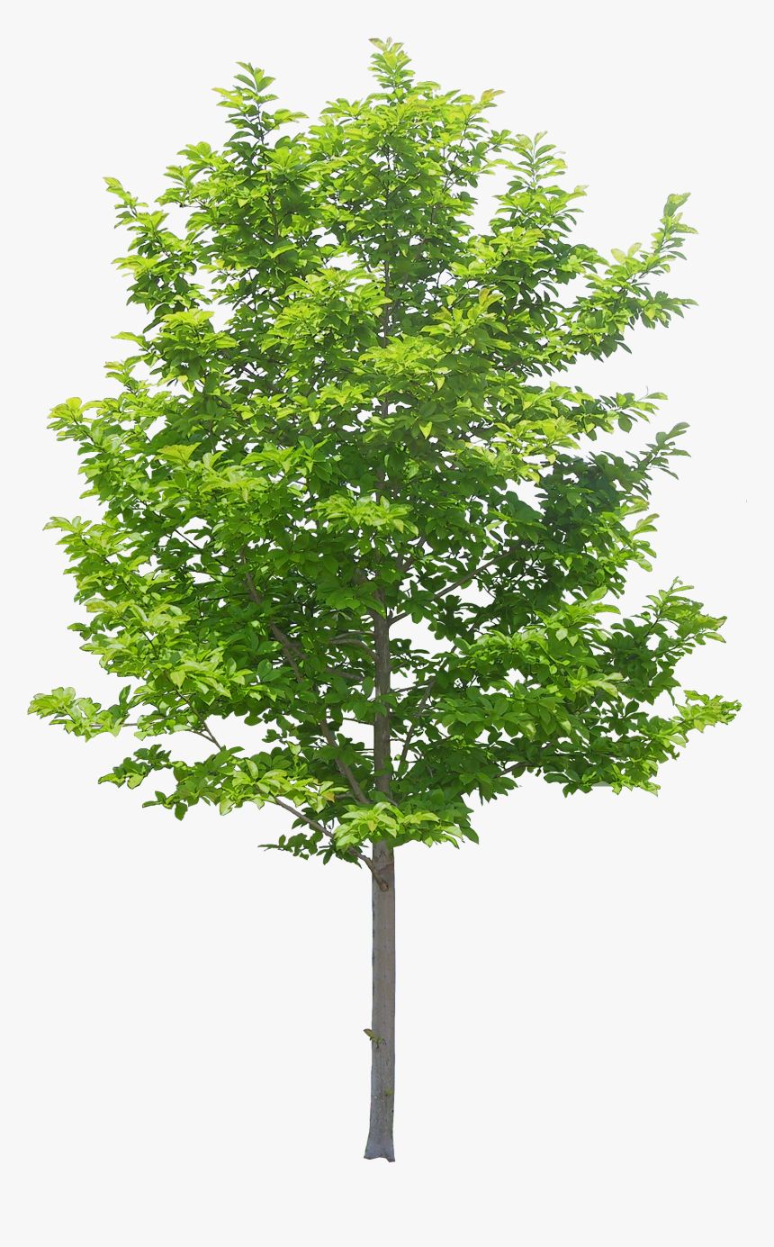 Transparent Arvore Png - Дерево Пнг, Png Download