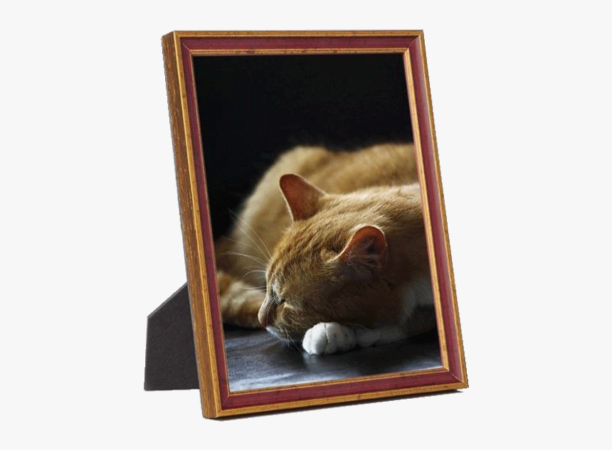 Frame With Photo Png, Transparent Png