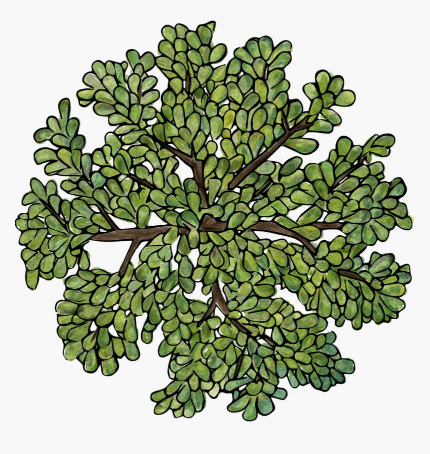 Trees Png Top View - Tree Illustration Top View, Transparent Png
