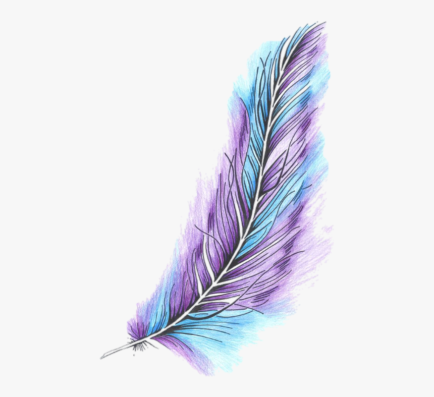 Plumas Png Tumblr 5 Png Image Color Drawing Of Feather Transparent Png Transparent Png Image Pngitem