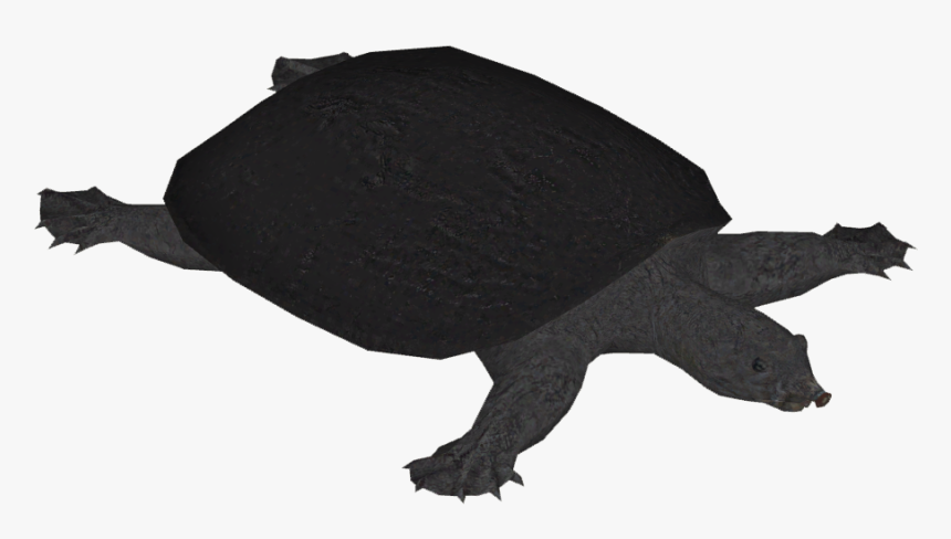Black Softshell Turtle - Common Snapping Turtle, HD Png Download