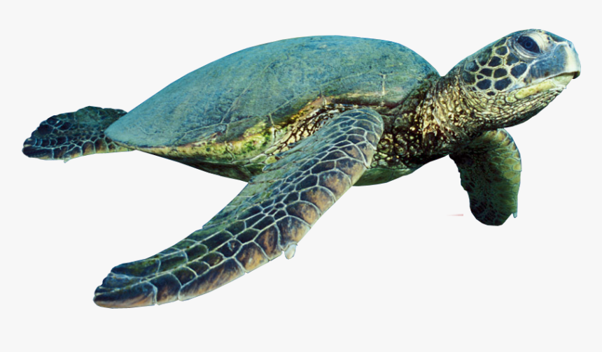 Sea Turtle Png - Himeji Castle, Transparent Png