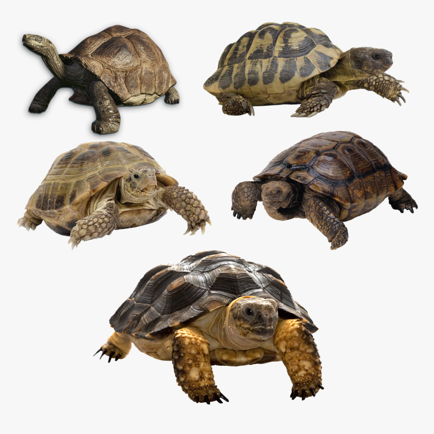 Terrapin Turtle And Tortoises, HD Png Download