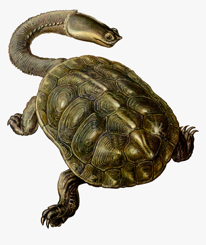 Prehistoric Turtle 2 Clip Arts - Long Neck Sea Turtle, HD Png Download