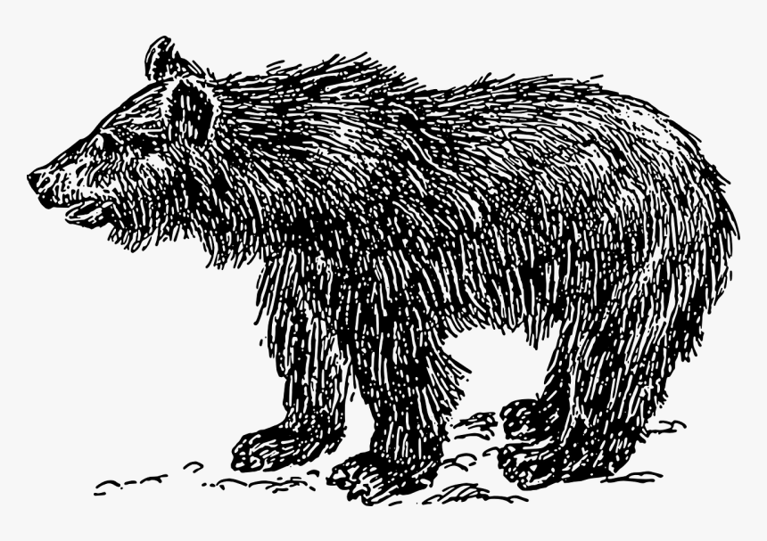 Sloth Bear Clipart Black And White, HD Png Download