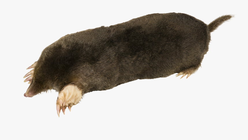 Talpa Europaea Mhnt On Transparent Background - Mole With Transparent Background, HD Png Download