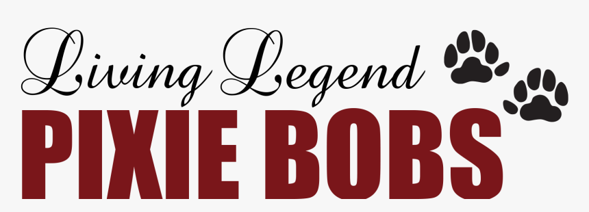 Living Legend Pixie Bobs - Calligraphy, HD Png Download