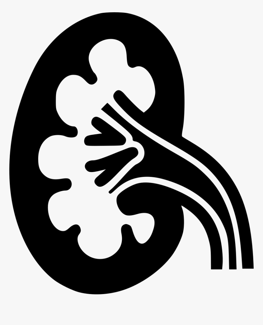 Kidney - Kidney Png Black And White, Transparent Png