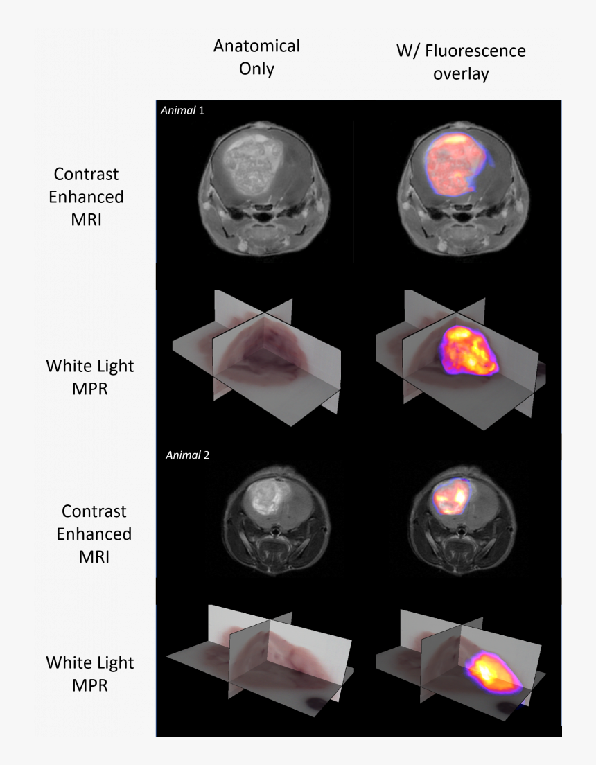 Molecular Fluorescence Data Is Shown As A 3d Maximum - Sphere, HD Png Download