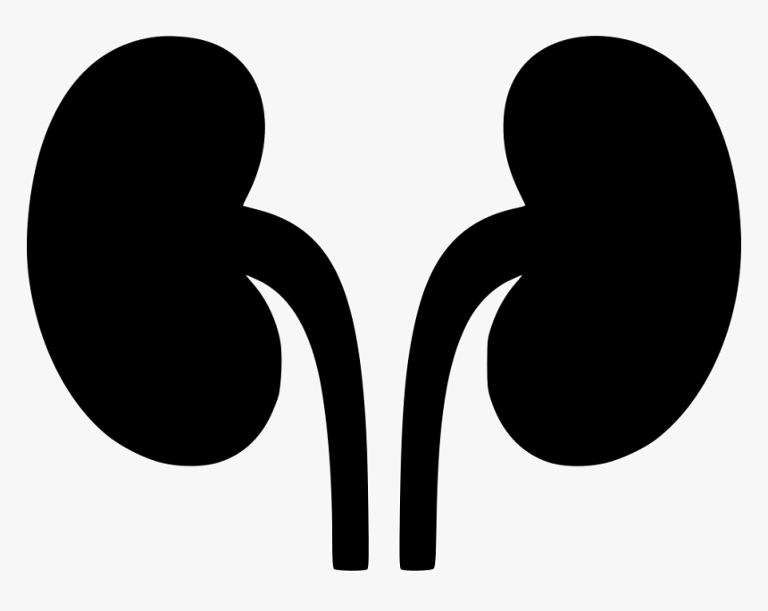 Kidneys Svg Png Icon - Clipart Kidney Png, Transparent Png